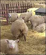 Sheep at Oaklands Park Farm